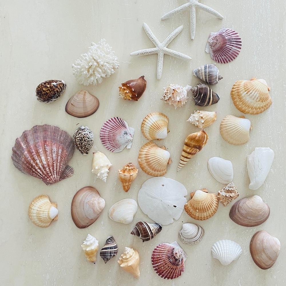 Lot of 35 Collectible Big Sea Shell Lot Sand Dollar Starfish Nautical Decor